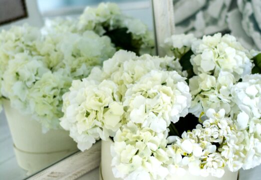 Flowers on a windowsill